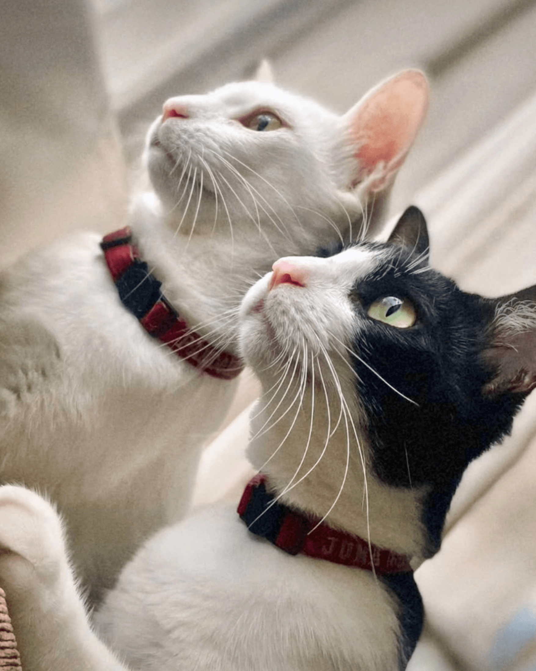 Coleira para gatos